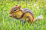 Chippie In The Grass_DSCF4201